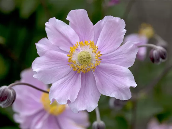 Anemone hupehensis 'Septembercharme' Anemone hupehensis 'Septembercharme'