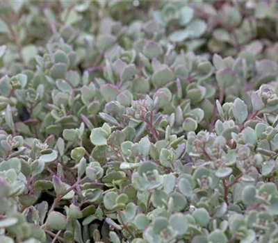 Sedum cauticola Sedum cauticola