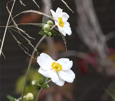 Anemone japonica 'Honorine Jobert'