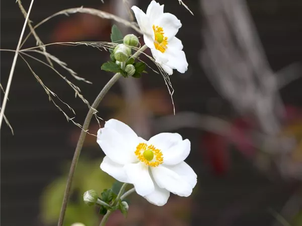 Anemone japonica 'Honorine Jobert'