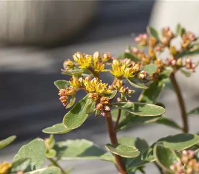 Sedum kamtschaticum 'Variegatum' Sedum kamtschaticum 'Variegatum'