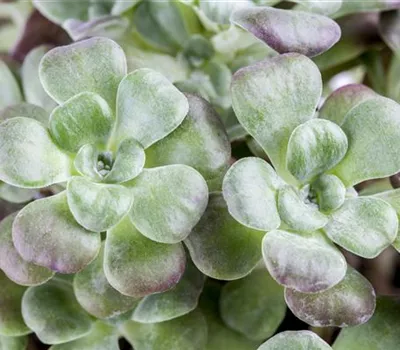 Sedum spathulifolium 'Purpureum' Sedum spathulifolium 'Purpureum'