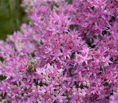 Sedum spectabile 'Carl'