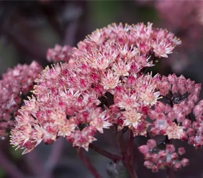 Sedum spectabile 'Purple Emperor'