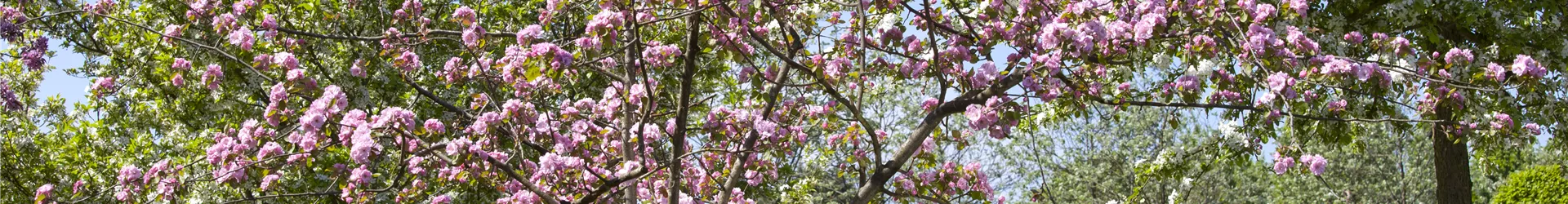 Malus 'Brandy Magic' Malus 'Brandy Magic'