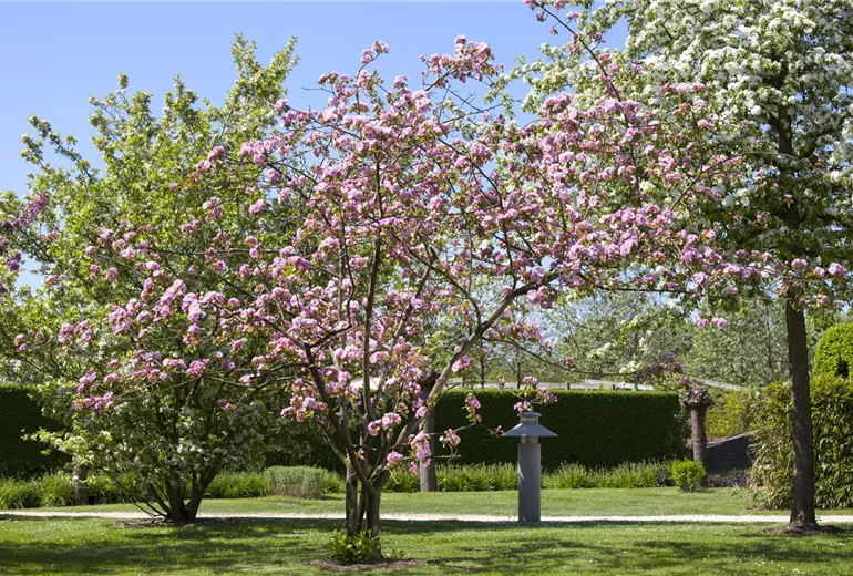 Malus 'Brandy Magic' Malus 'Brandy Magic'