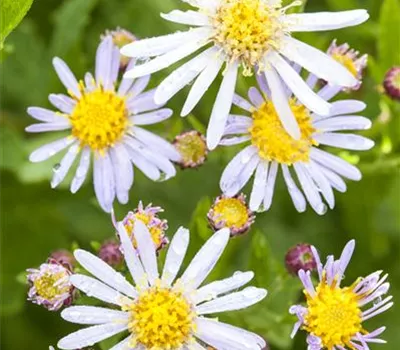 Aster ageratoides 'Asran'