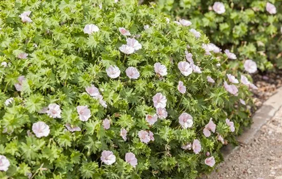Geranium sang.v.striatum 'Apfelblüte' Geranium sang.v.striatum 'Apfelblüte'