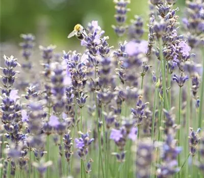 Lavandula angustifolia 'Munstead' Lavandula angustifolia 'Munstead'