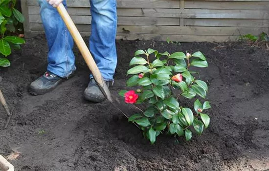 Kamelie - Einpflanzen im Garten Kamelie - Einpflanzen im Garten
