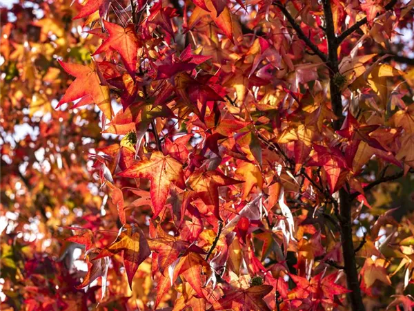 Liquidambar styraciflua 'Worplesdon' Liquidambar styraciflua 'Worplesdon'