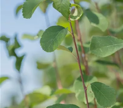 Amelanchier alnifolia 'Obelisk' -R-