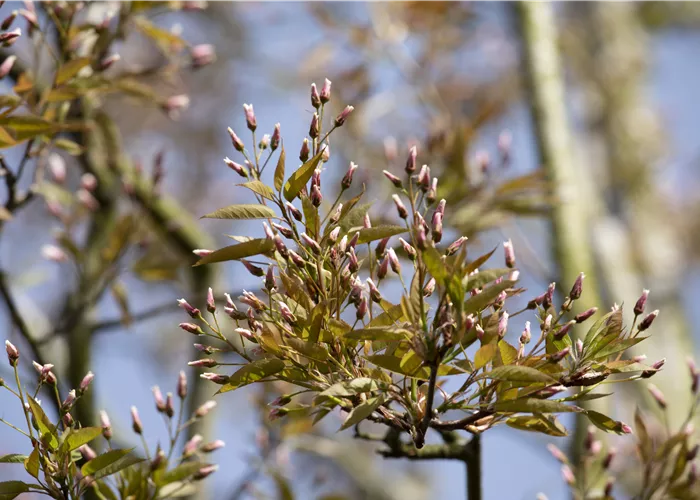 Amelanchier arborea 'Robin Hill'
