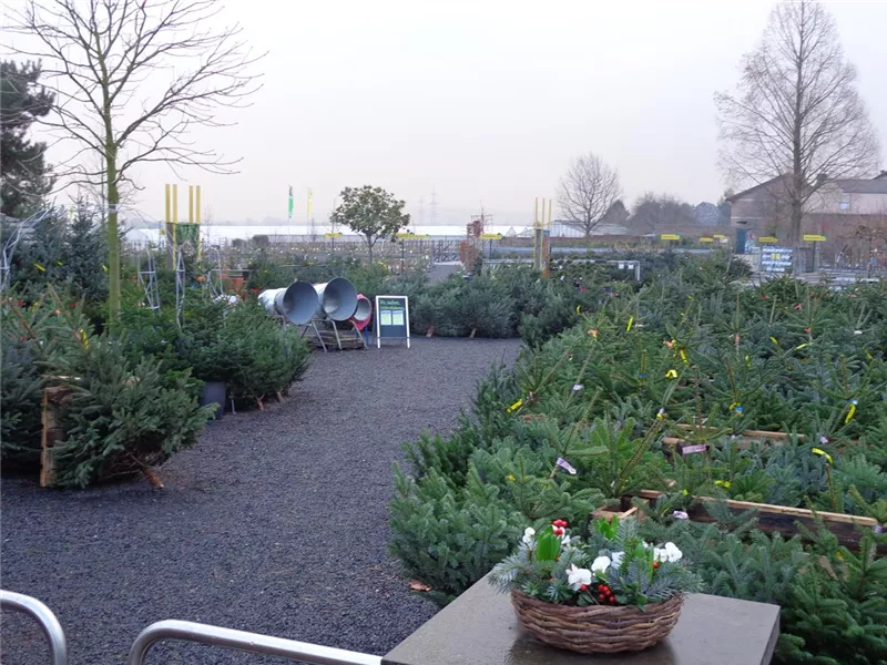 Weihnachtsbaumverkauf