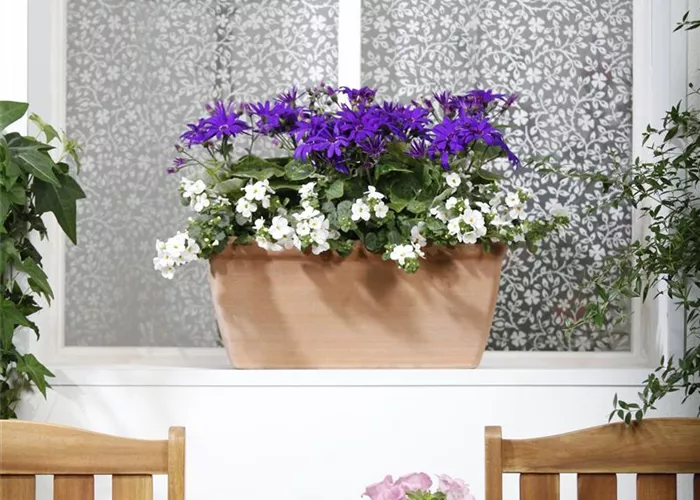 Der Winter wird grün: Winterharte Pflanzen für den Balkon Der Winter wird grün: Winterharte Pflanzen für den Balkon