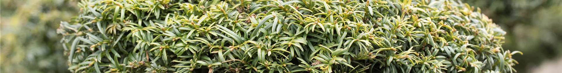 Taxus baccata 'Dovastonii Aurea' Taxus baccata 'Dovastonii Aurea'