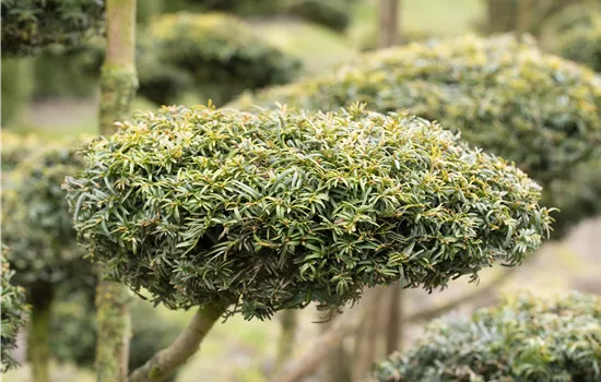 Koniferen schmücken das ganze Jahr Koniferen schmücken das ganze Jahr