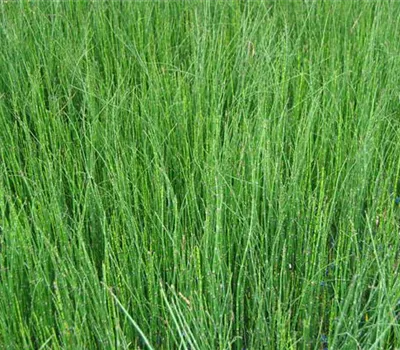 Equisetum scirpoides Equisetum scirpoides