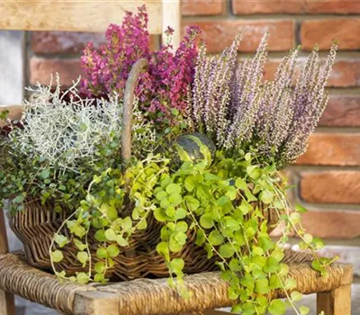 Lysimachia nummularia Lysimachia nummularia