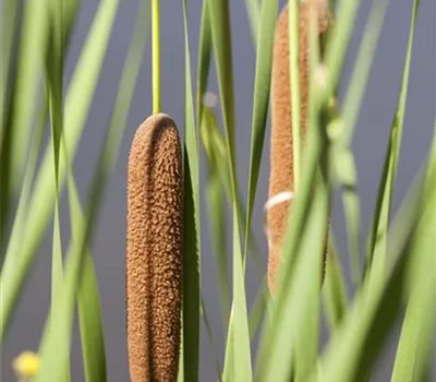 Typha latifolia Typha latifolia
