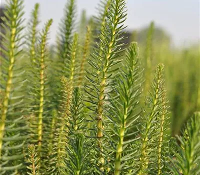 Hippuris vulgaris Hippuris vulgaris