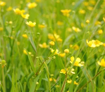 Ranunculus flammula Ranunculus flammula
