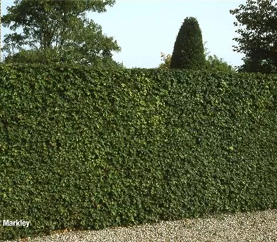 Acer campestre Acer campestre