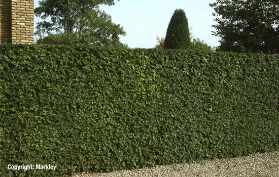 Acer campestre Acer campestre