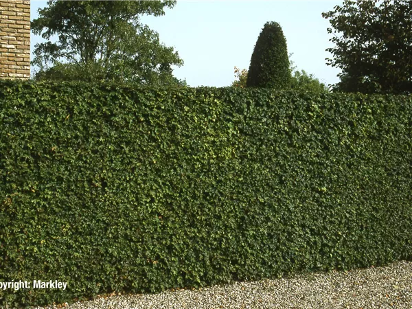 Acer campestre Acer campestre