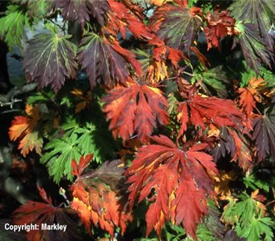 Acer japonicum 'Aconitifolium' Acer japonicum 'Aconitifolium'