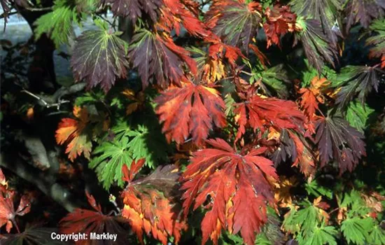 Acer japonicum 'Aconitifolium' Acer japonicum 'Aconitifolium'