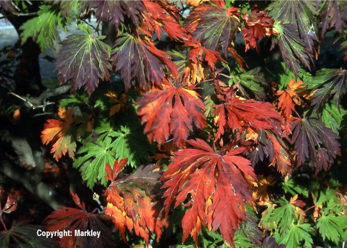 Acer japonicum 'Aconitifolium' Acer japonicum 'Aconitifolium'
