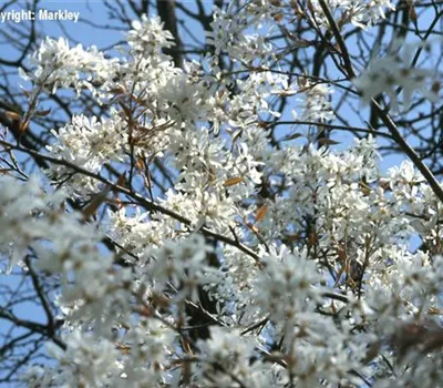 Amelanchier lamarckii Amelanchier lamarckii