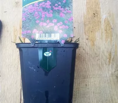 Armeria maritima 'Düsseldorfer Stolz'
