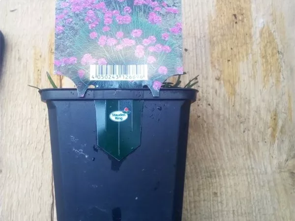 Armeria maritima 'Düsseldorfer Stolz'