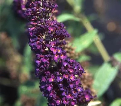 Buddleja 'Black Knight' Buddleja 'Black Knight'