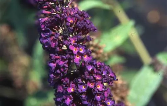 Buddleja 'Black Knight' Buddleja 'Black Knight'