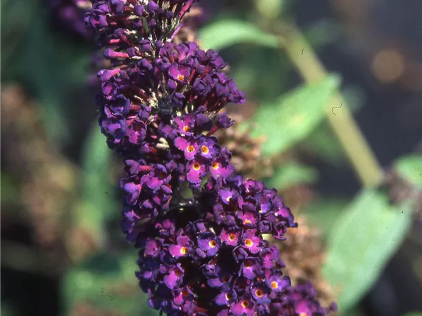 Buddleja 'Black Knight' Buddleja 'Black Knight'
