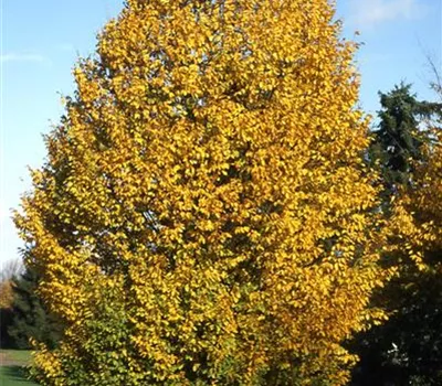 Carpinus betulus Carpinus betulus