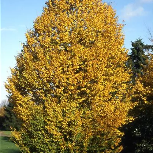 Carpinus betulus