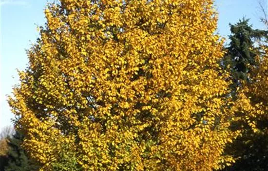 Photinia fraseri 'Magical Volcano', Glanzblatt - GartenBaumschule Fuhs