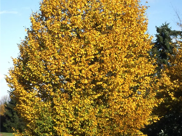 Carpinus betulus Carpinus betulus