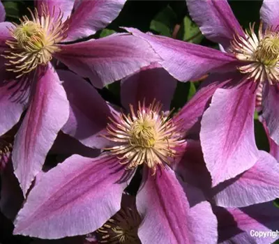 Clematis 'Dr. Ruppel'