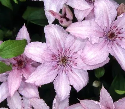 Clematis 'Hagley Hybrid' Clematis 'Hagley Hybrid'