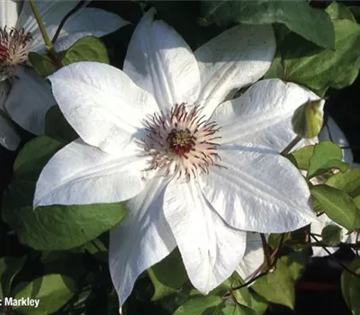 Clematis 'Miss Bateman'