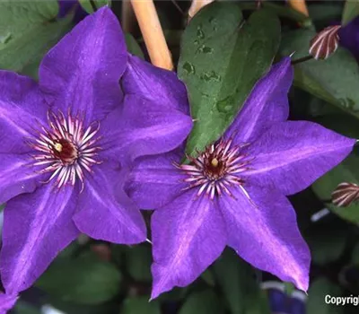 Clematis 'The President'