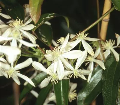 Clematis armandii