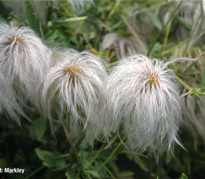 Clematis tangutica Clematis tangutica
