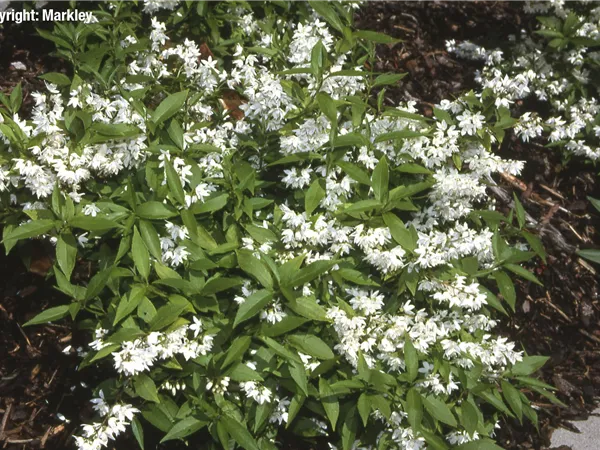 Deutzia gracilis