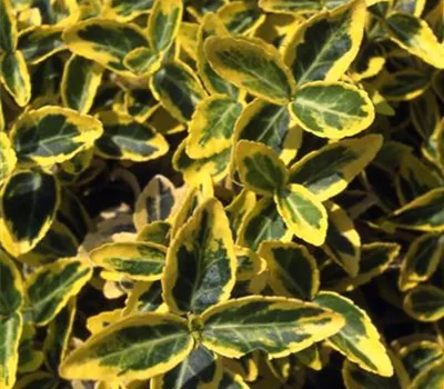 Euonymus fortunei 'Emerald'n Gold' Euonymus fortunei 'Emerald'n Gold'
